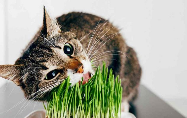 Cách trồng cỏ cho mèo đúng và hiệu quả