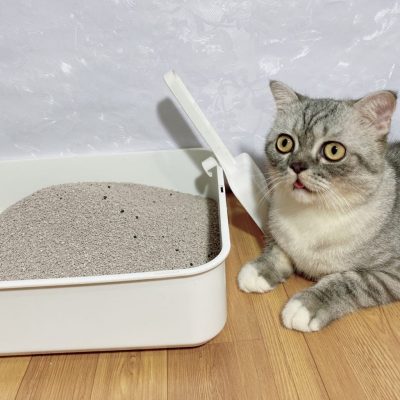Nên hay không cho mèo sử dụng cát hữu cơ