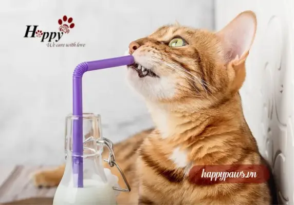 Có nên cho mèo uống sữa bò?