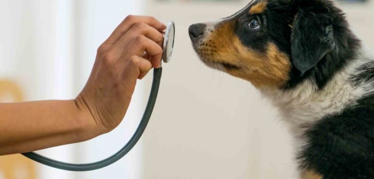 Chó bị sốt do đâu, chữa bệnh sốt ở chó như thế nào?