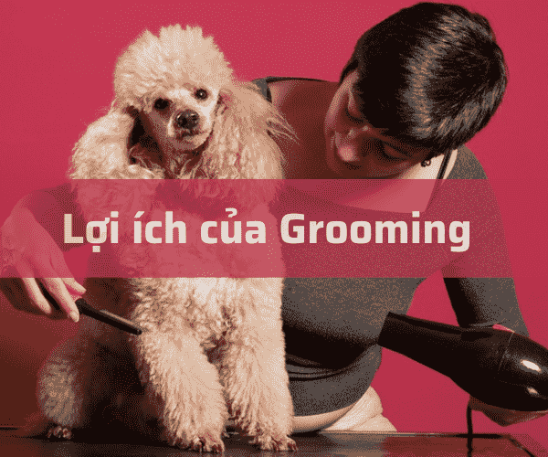 Lợi ích của grooming và các bước grooming đạt chuẩn