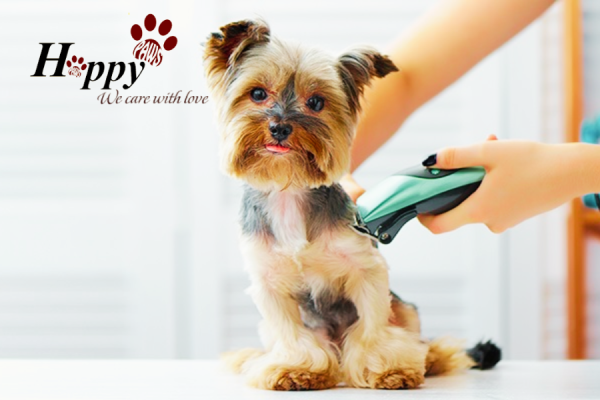 Grooming spa cho chó bao gồm các công đoạn nào?
