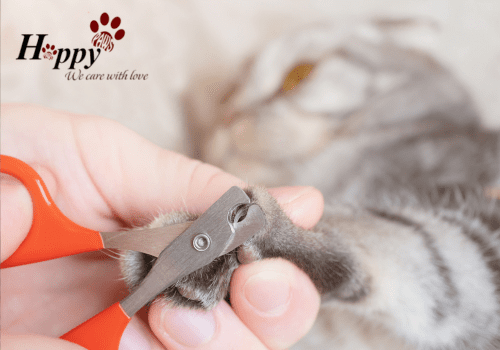 Grooming cho thú cưng quận 11 - Happy Paws 