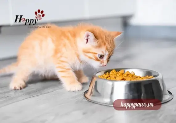 Tại sao hạt cho mèo (Kibble) lại quan trọng ?