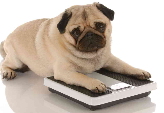 Hậu quả của việc thừa cân ở thú cưng