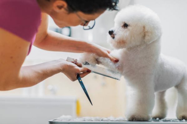 Có nên cạo lông máu cho chó poodle không?
