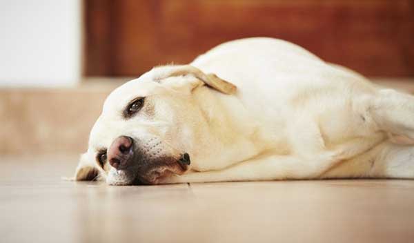 Nguyên nhân và cách chăm sóc chó bị nôn mửa