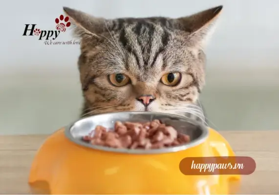 Lịch ăn cho mèo con và mèo trưởng thành chuẩn nhất