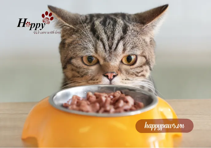 Lịch ăn cho mèo con và mèo trưởng thành chuẩn nhất