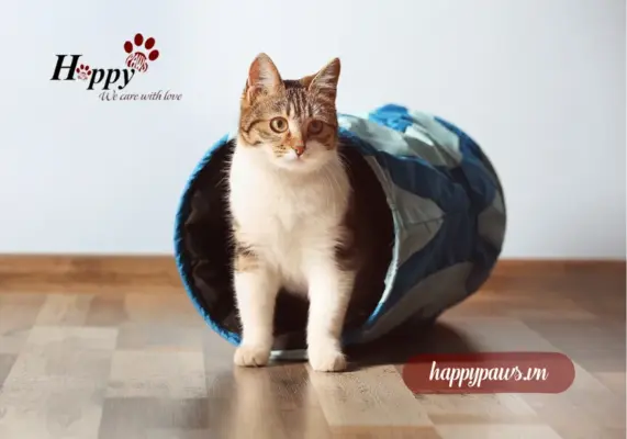 Vậy mèo ăn gì để tăng cân ?