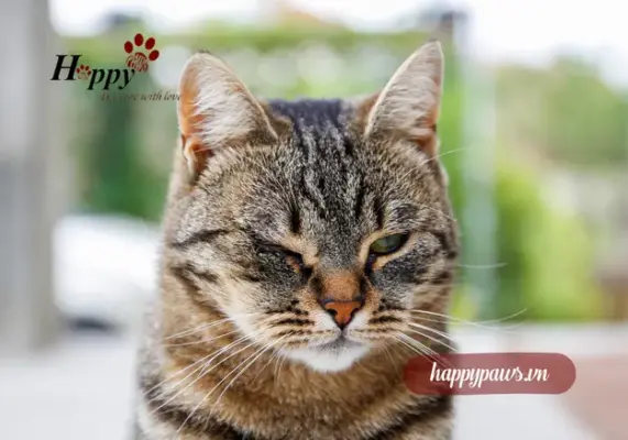 Mèo bị chảy nước mắt