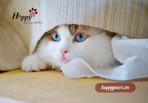 Mèo bị tiêu chảy nên ăn gì?