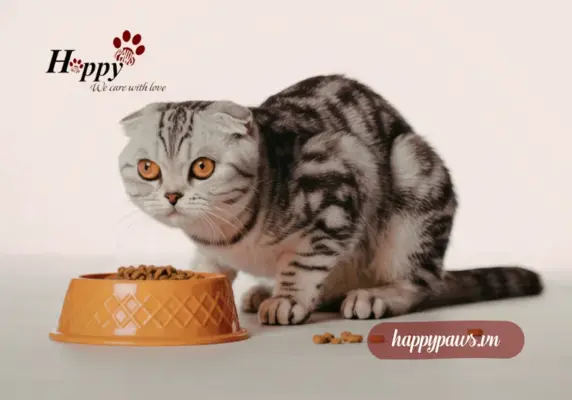 Mèo bỏ ăn là do đâu?