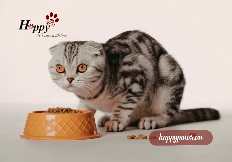 Mèo bỏ ăn là do đâu?