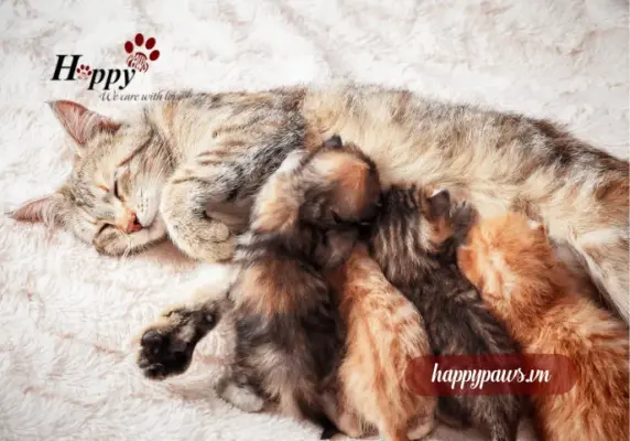 Mèo con nên ăn gì khi không có mẹ ?