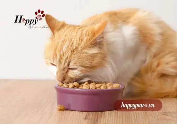 Làm thế nào để biết mèo đang quá gầy?
