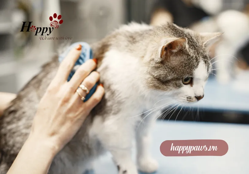 Mèo rụng lông nhiều có sao không?