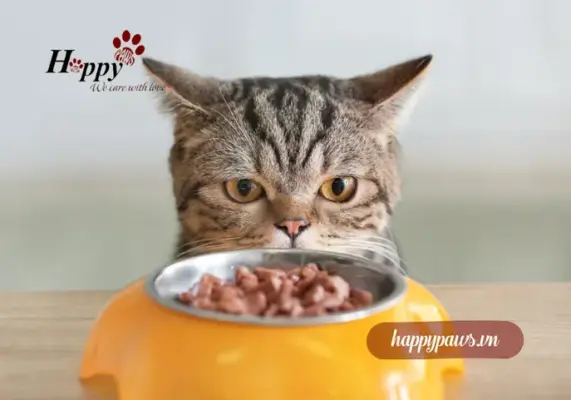 Nên cho mèo ăn mấy lần 1 ngày?
