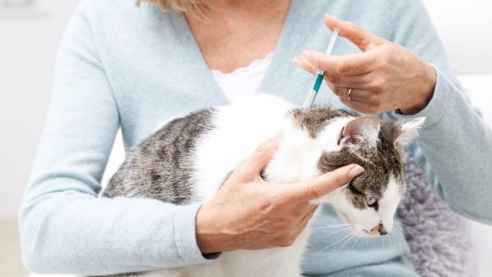 Thuốc trị rận cho mèo loại nào tốt? Cách sử dụng hiệu quả?