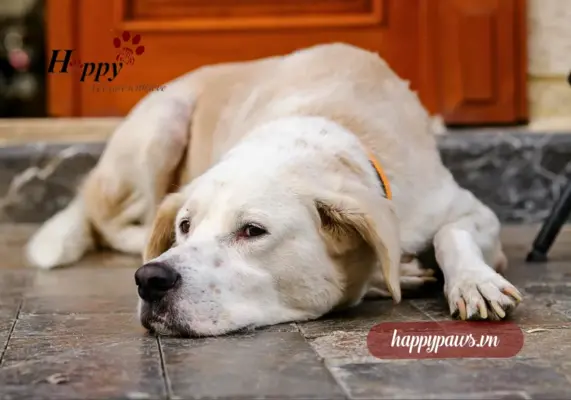 Nguyên nhân khiến chó béo phì