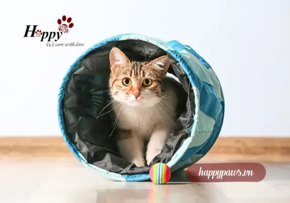 Nguyên nhân khiến mèo bị gầy