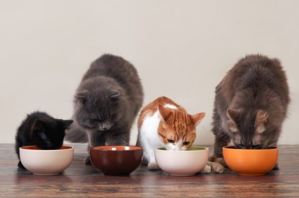 Thương hiệu thức ăn cho chó mèo Natural Core có tốt không?