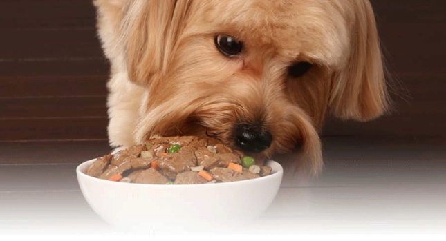Các dòng thức ăn khô, thức ăn ướt Royal Canin cho chó con