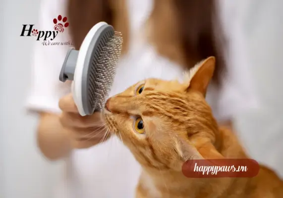 Rụng lông bất thường ở mèo là gì?