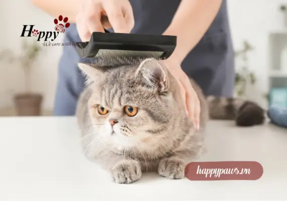 Rụng lông sinh lý ở mèo là gì