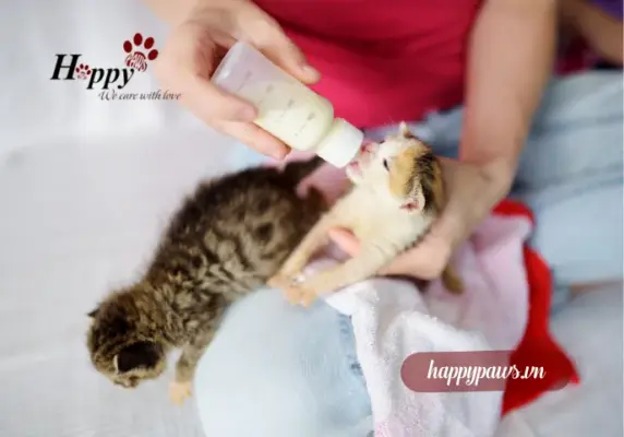 Top sữa tốt nhất cho mèo con không có mẹ