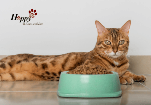 Tại sao mèo bỏ ăn? Nguyên nhân và cách khắc phục