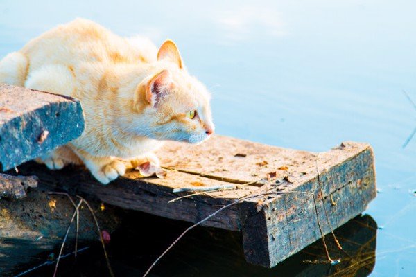 Tại sao mèo sợ nước? Cách để mèo bớt sợ nước