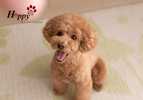 [Tư vấn] Hướng dẫn tắm cho chó Poodle 