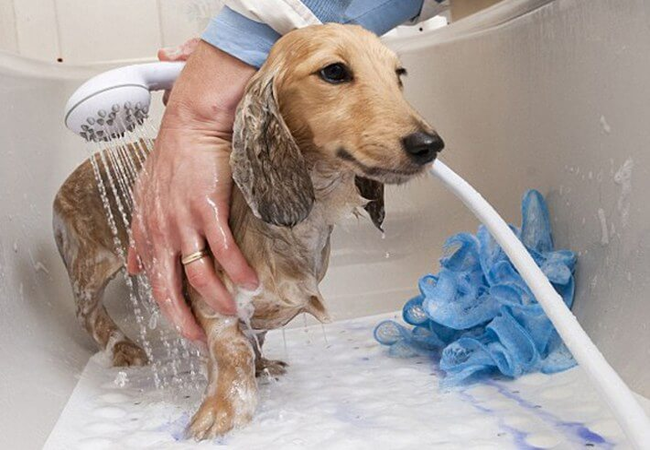 cách tắm cho chó sợ nước