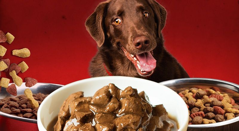 Các loại pate bổ sung dinh dưỡng cho chó tốt nhất?