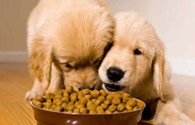 Thức ăn khô cho chó? Khẩu phần ăn dinh dưỡng giúp chó phát triển tốt nhất?