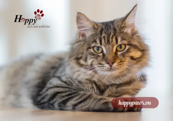 Thức ăn cho chó mèo lông mượt có gì khác so với thức ăn thường?