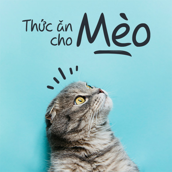 Thức ăn cho mèo