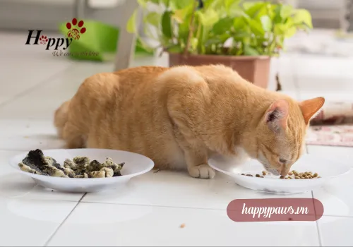 Thức ăn cho mèo trưởng thành giúp duy trì sức khỏe