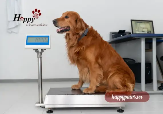 Thức ăn tăng cân cho chó