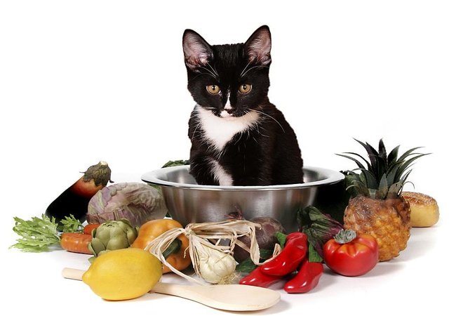 Thực đơn đầy đủ chất dinh dưỡng cho mèo