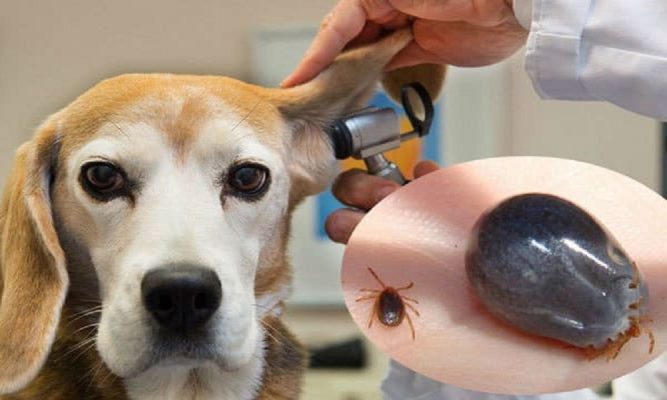 Thuốc trị ve rận cho chó: Lưu ý cách mua và sử dụng an toàn?