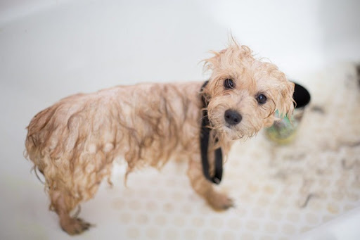Cách tắm cho chó luôn sạch sẽ thơm lâu như đi spa mà bạn nên biết?